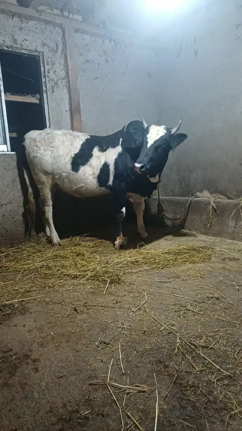 ورزا محلی دو وقت|حیوانات مزرعه|رشت, پل تالشان|دیوار