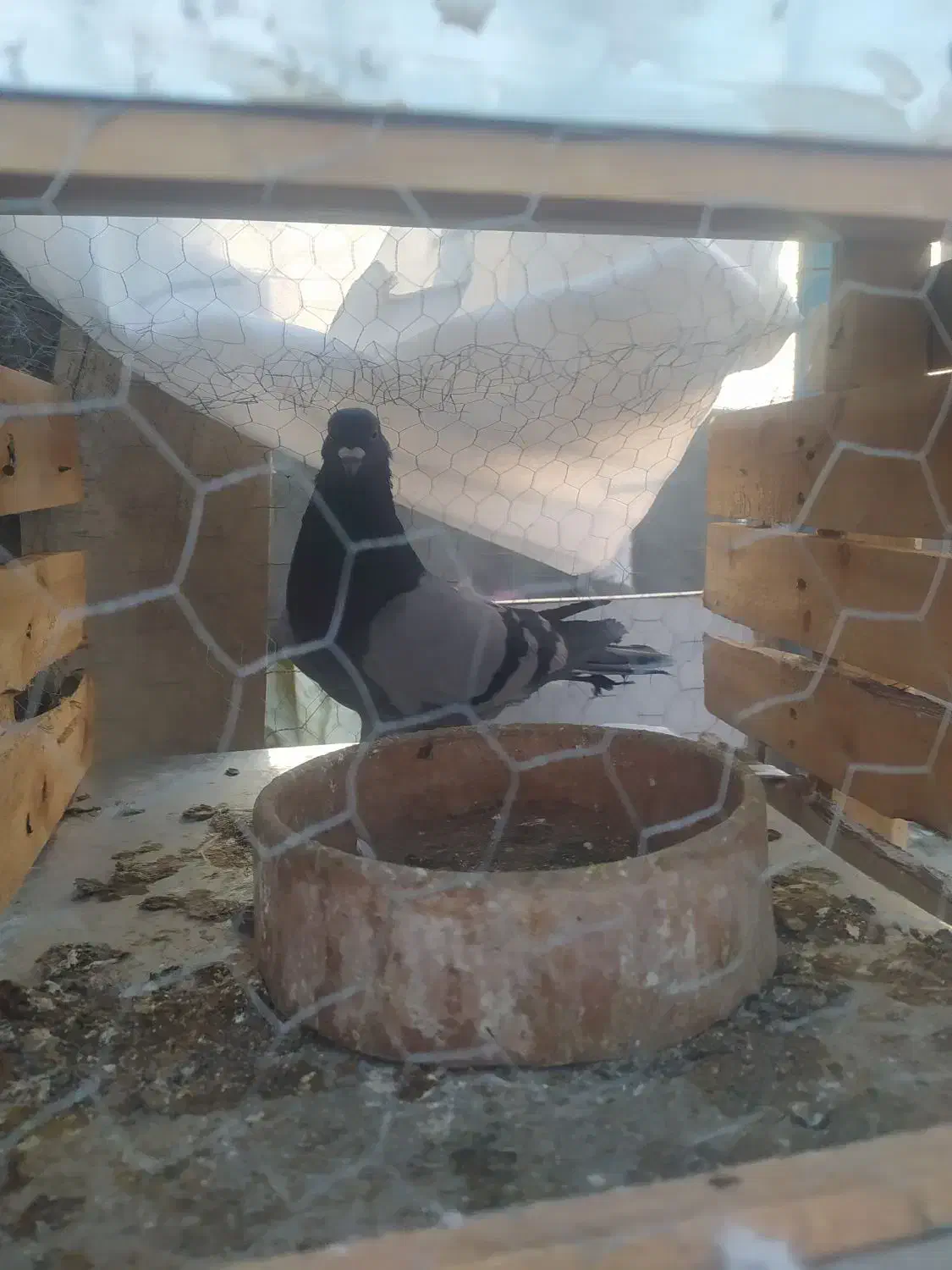 کبوتر|پرنده|همدان, |دیوار