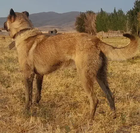 سگ سرابی جوان مناسب گله و نگهبانی|سگ|تبریز, |دیوار