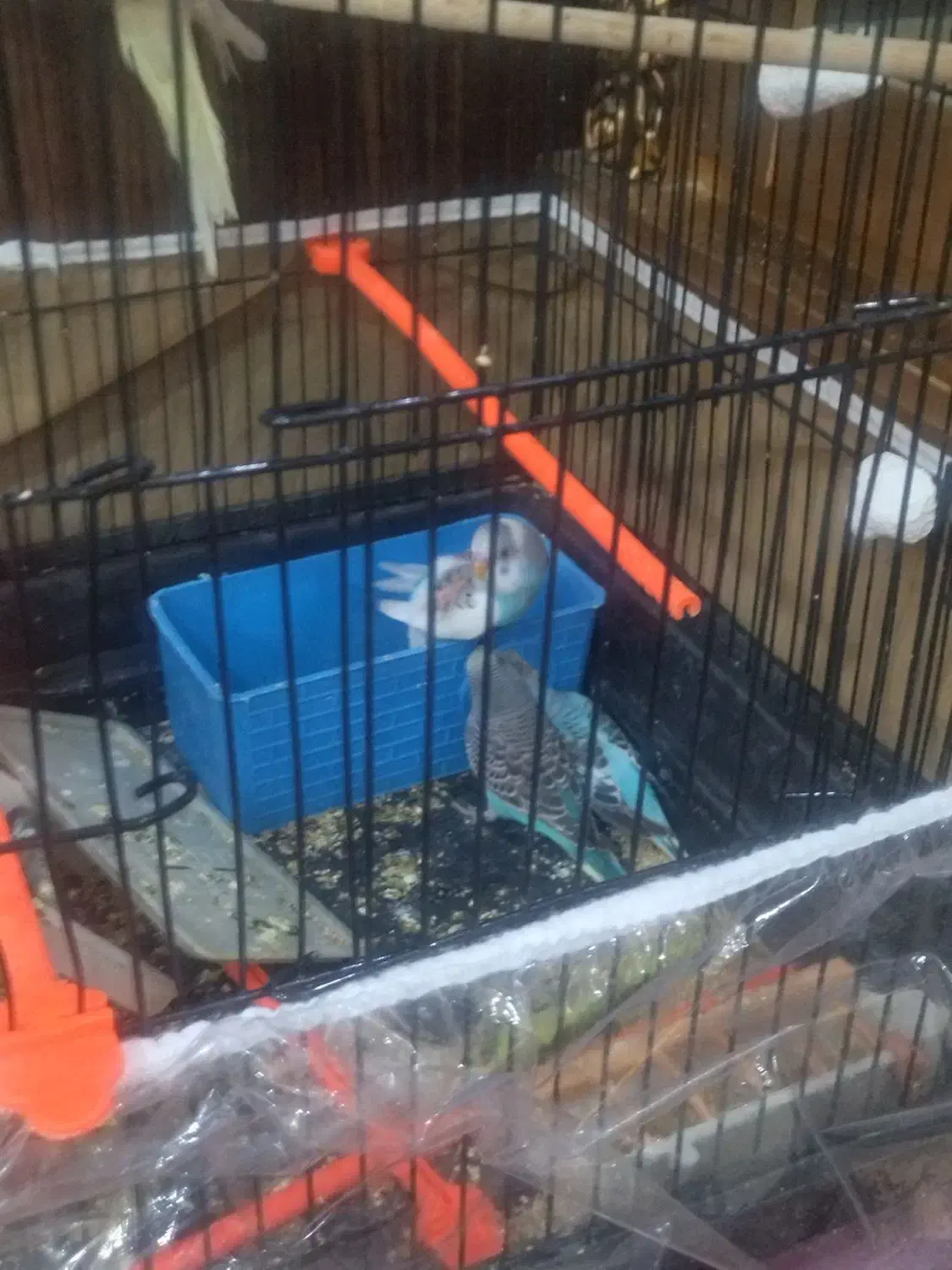 ۶عدد مرغ عشق برافروش|پرنده|مشهد, طبرسی شمالی|دیوار