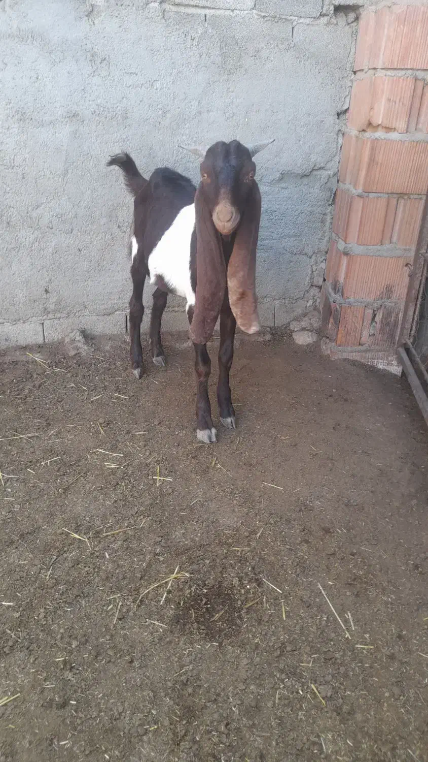 بزغاله پاکستانی|حیوانات مزرعه|گنبد کاووس, |دیوار