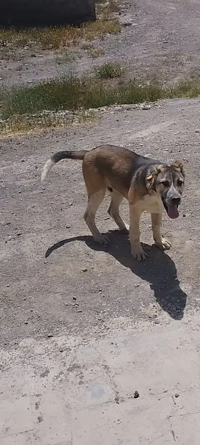 گمشده|حیوانات|تبریز, |دیوار