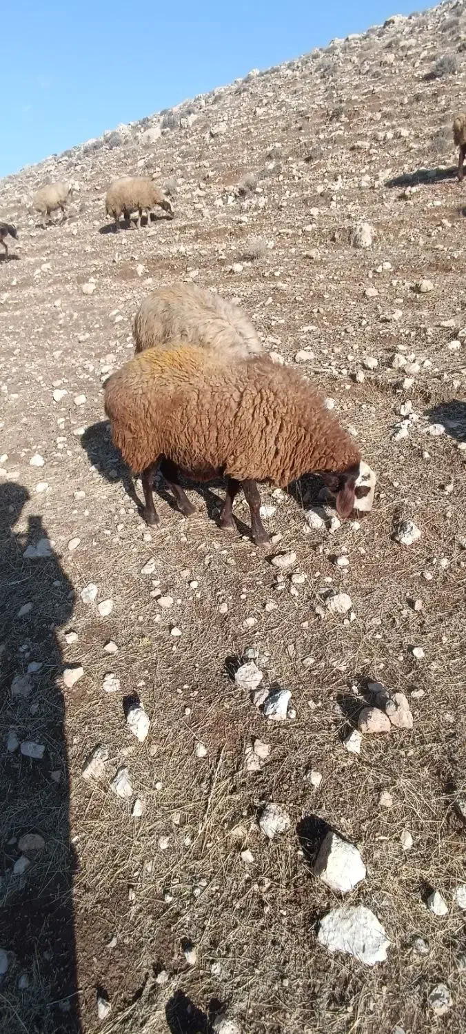 شیشک مهربانی چاق چاق|حیوانات مزرعه|کوهدشت, |دیوار