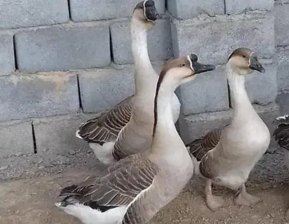 ۶ عدد غاز بفروش میرسد|حیوانات مزرعه|قره قوین, |دیوار