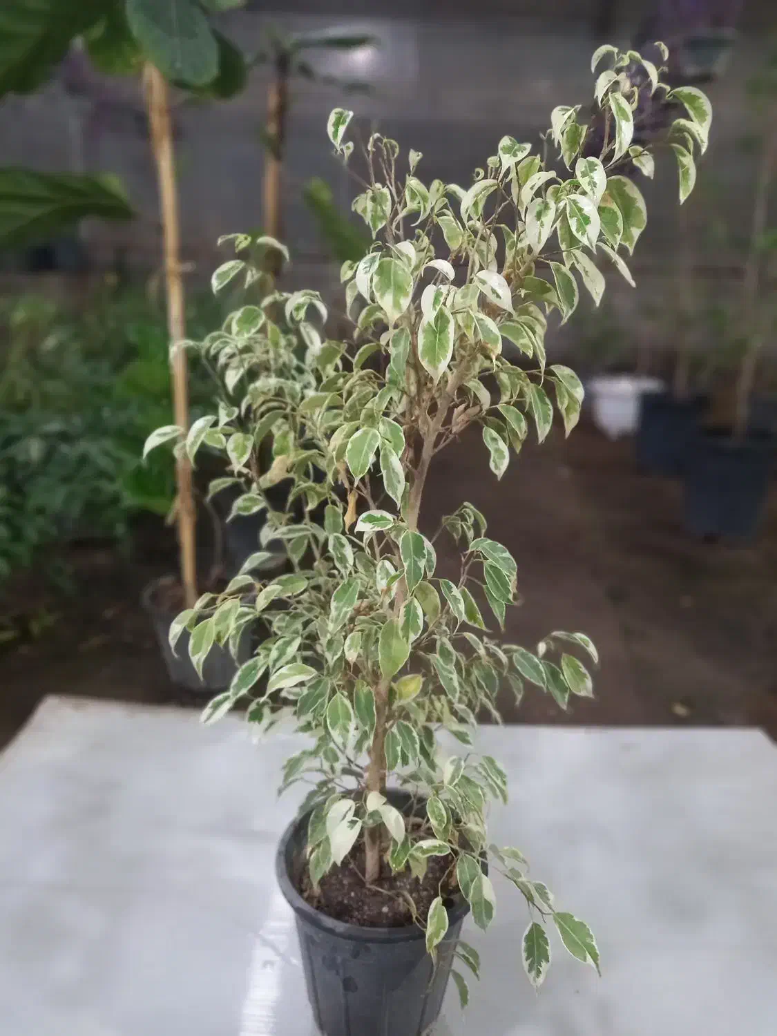 فروش تک وعمده انواع گل و گیاه به قیمت مناسب|خدمات باغبانی و درختکاری|قم, چهل درخت|دیوار