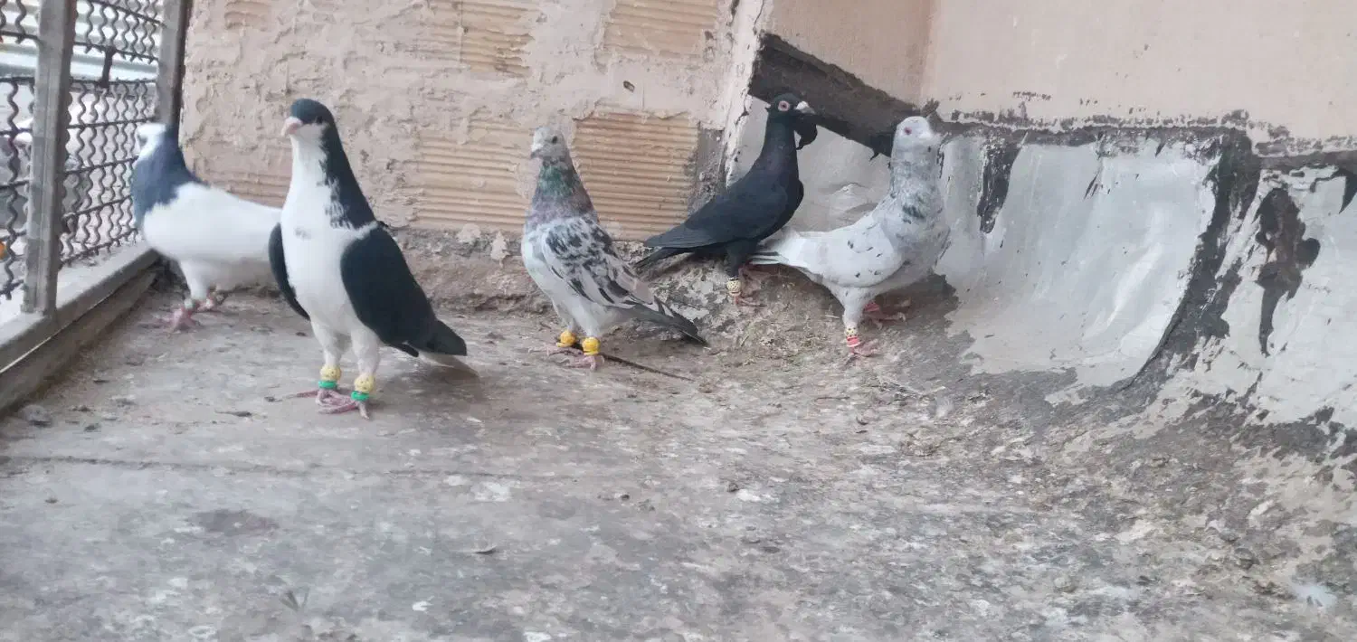 کبوتر پرشی|پرنده|شیراز, کوشک میدان|دیوار