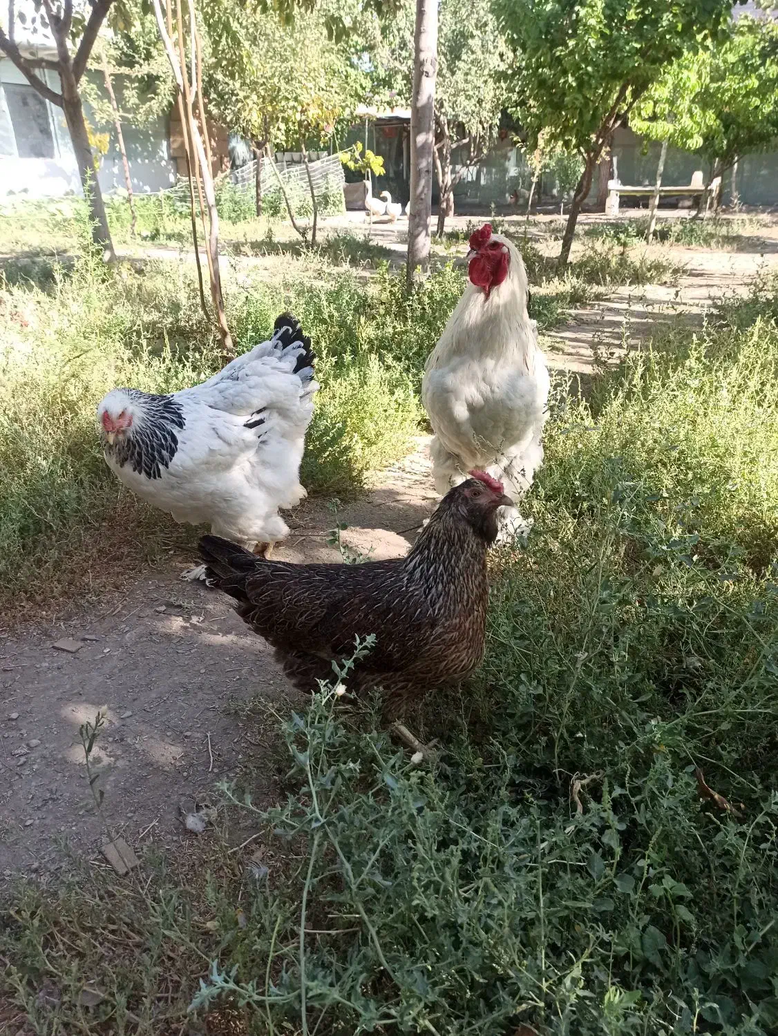 برهما لایت و مرندی|حیوانات مزرعه|مشهد, ویلاشهر|دیوار