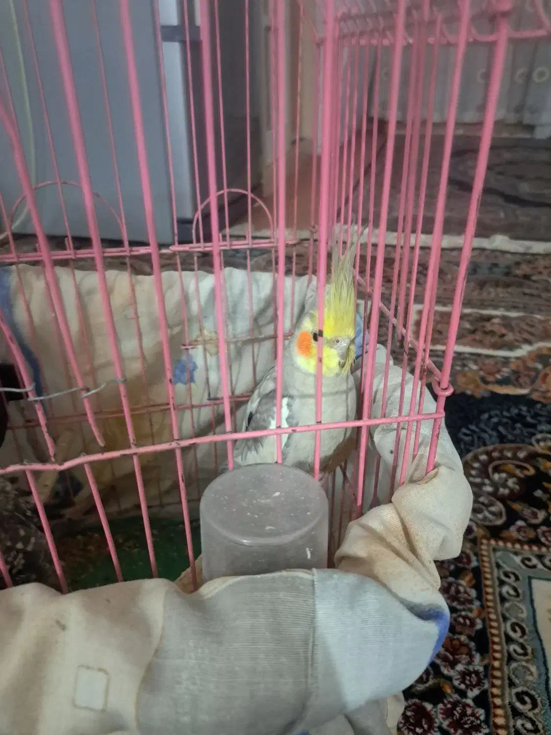 پرنده|پرنده|گلستان (تهران), |دیوار