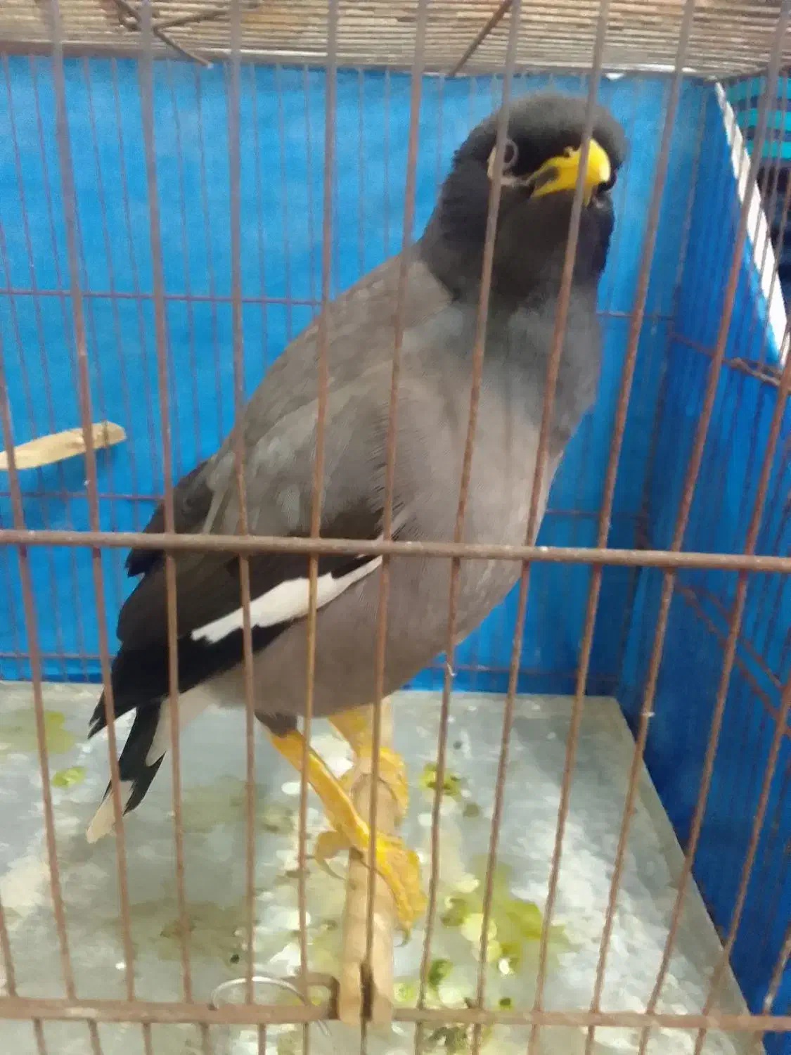 مرغ مینا|پرنده|اسالم, |دیوار