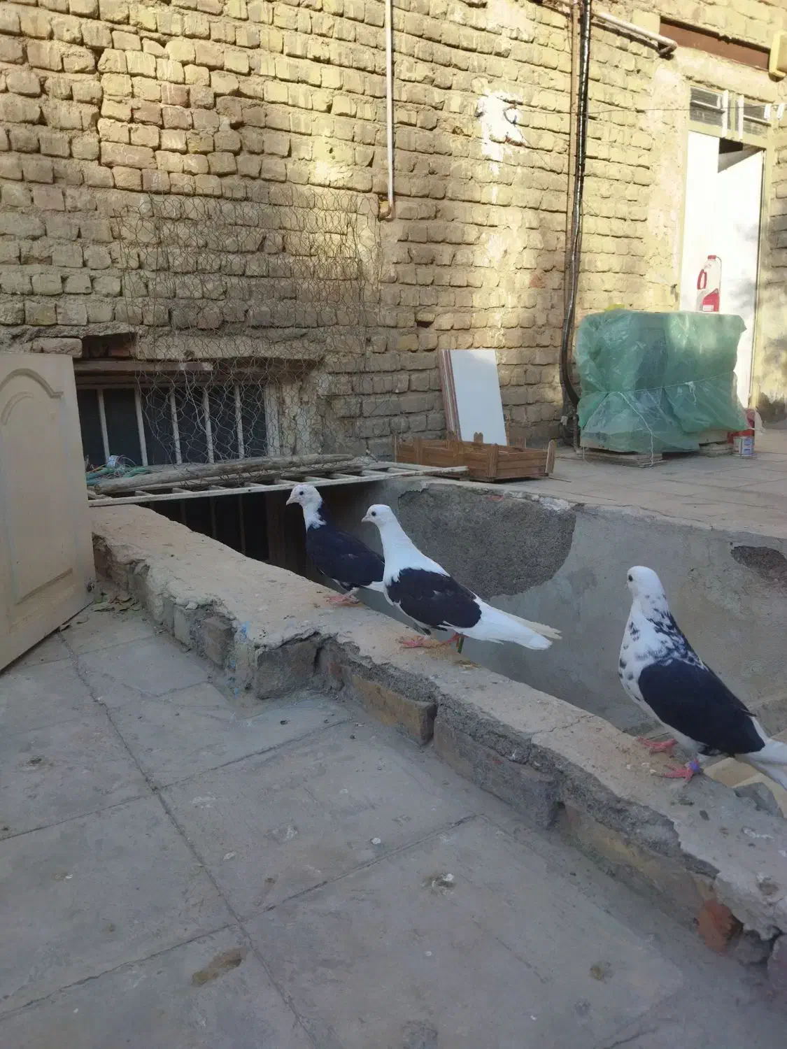 کفتر ماده ابلق|پرنده|قم, شهرک مهدیه (مدرس)|دیوار