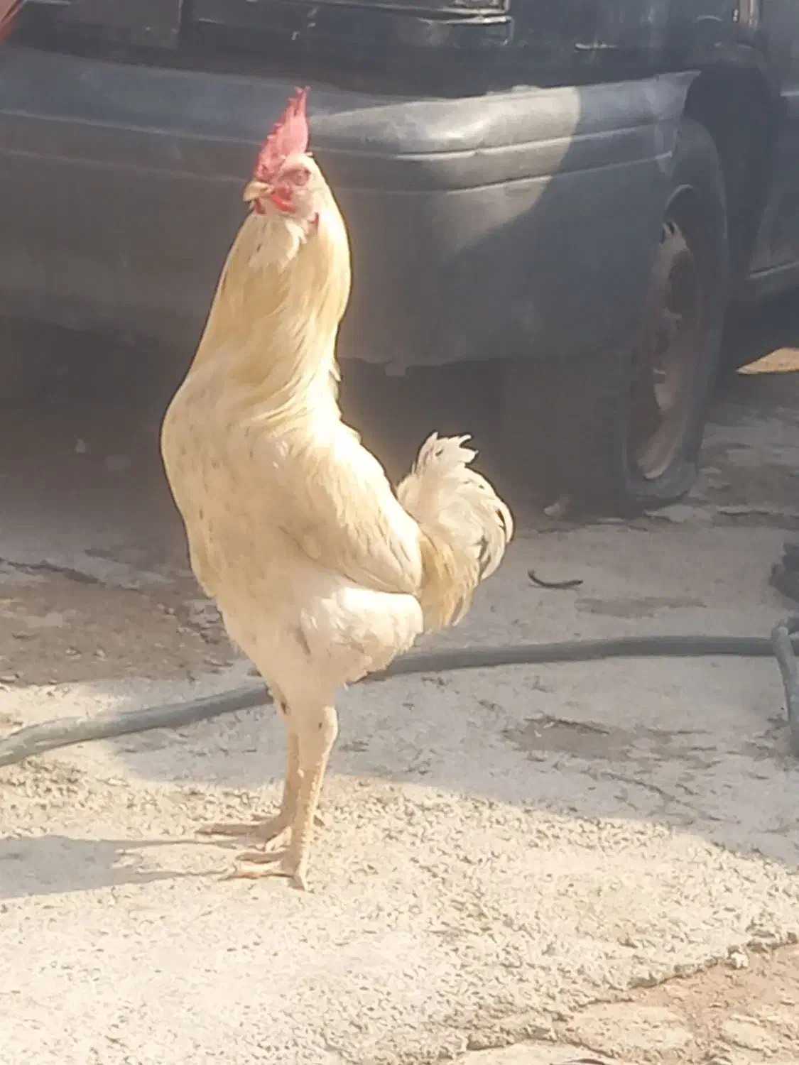 خروس گلین و مرغ گردن لوخت عربی|حیوانات مزرعه|باوی, |دیوار