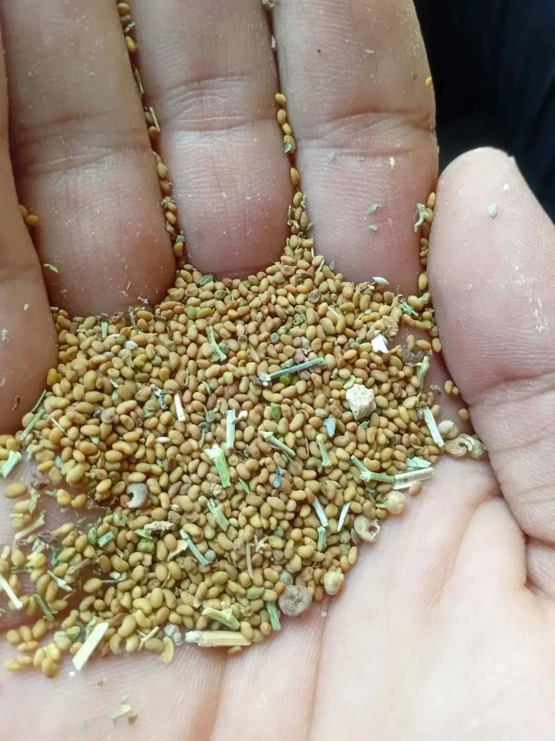 بذر یونجه محلی|گل و گیاه طبیعی|کهنوج, |دیوار