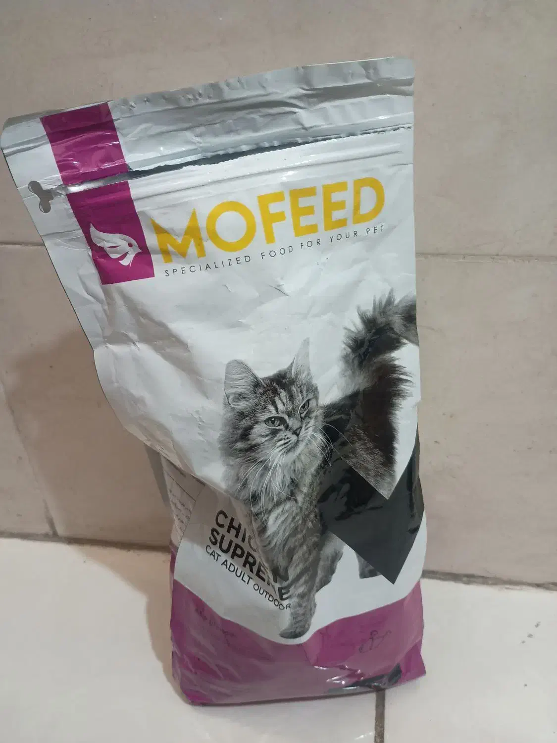 بچه گربه|گربه|حمیدیا, |دیوار