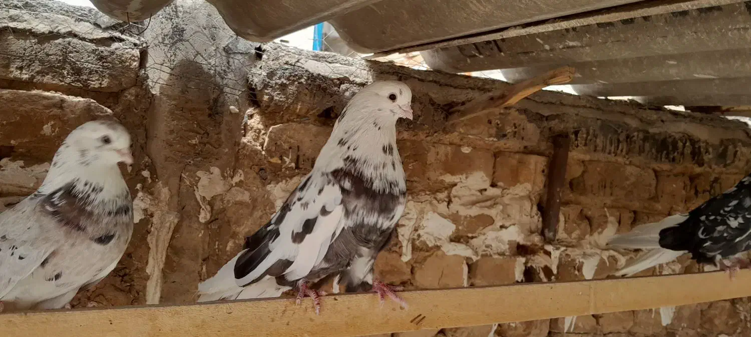 کفتر تهرانی کشیده سرور|پرنده|قم, سرحوض|دیوار