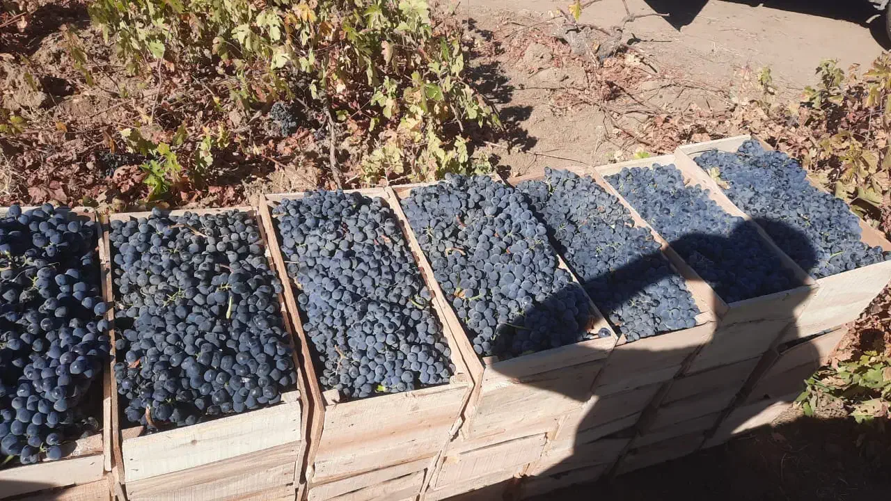 انگورشانی کردستان انگورسیاه دیمی انگور سیاه|خوردنی و آشامیدنی|تهران, میدان میوه و تره‌بار مرکزی|دیوار