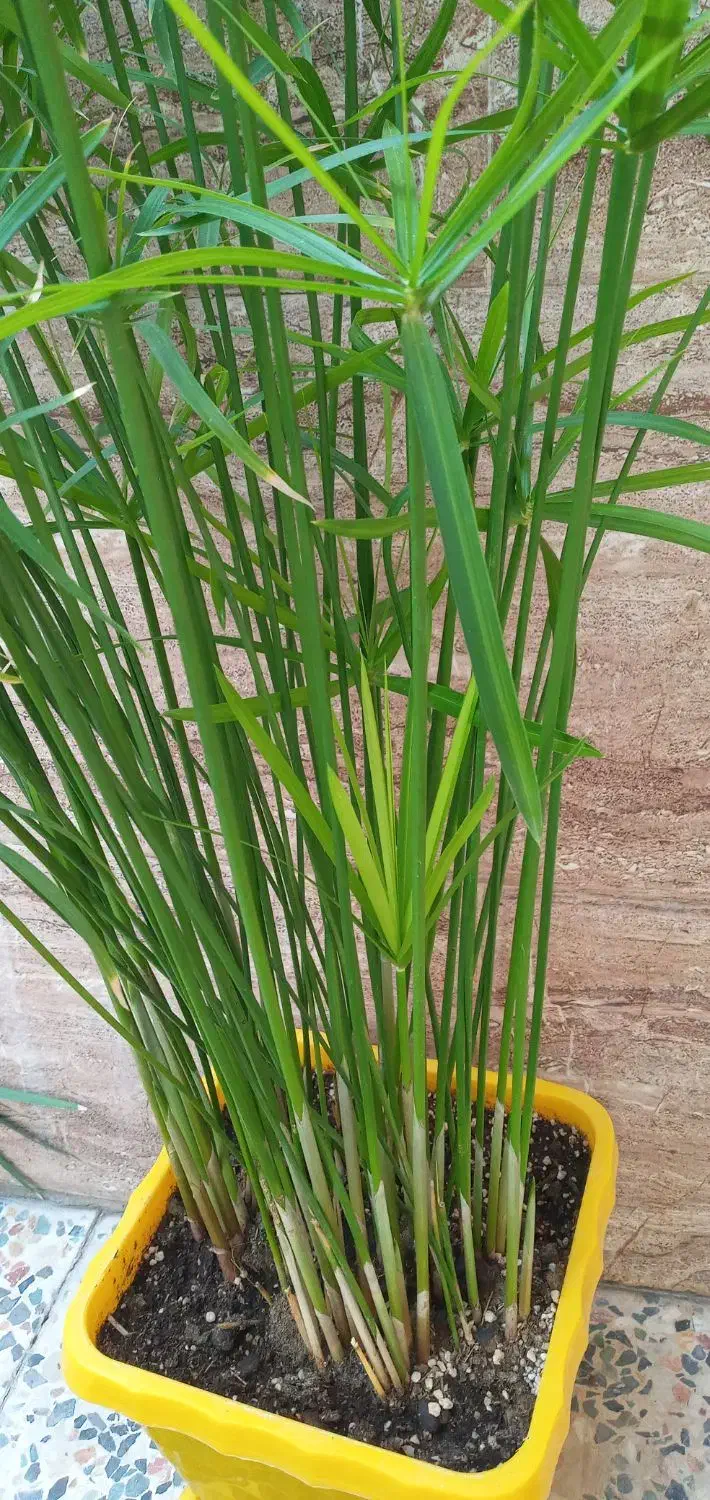 نخل مرداب ارتفاع ۸۸ سانت|گل و گیاه طبیعی|خرمآباد, |دیوار