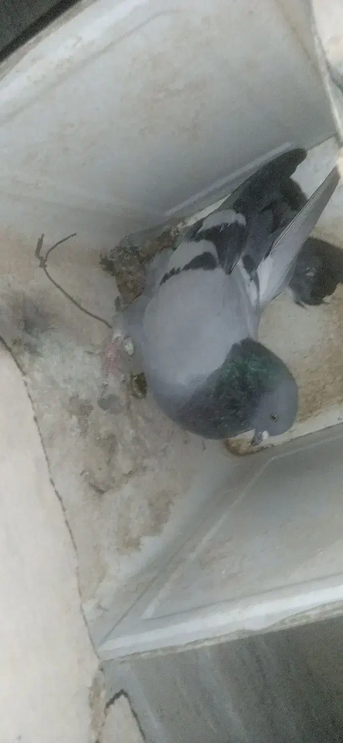 کبوتر|پرنده|جونقان, |دیوار