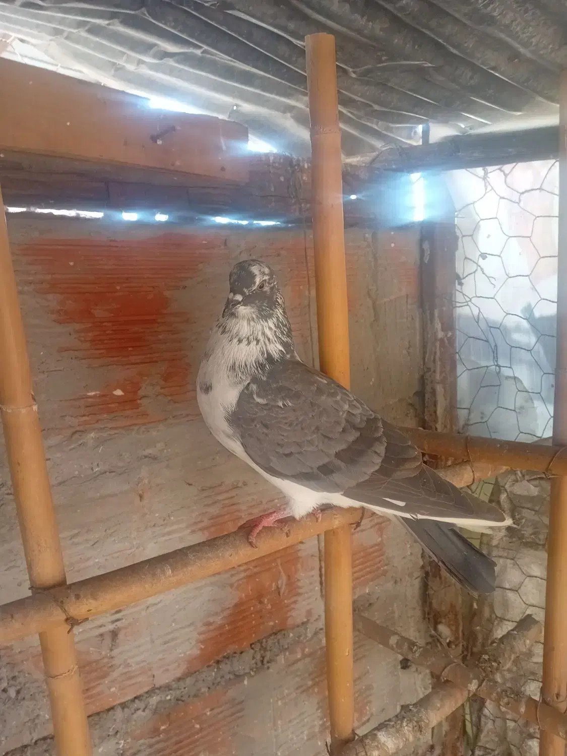 کبوتر غریب گیری|پرنده|قائم‌شهر, |دیوار