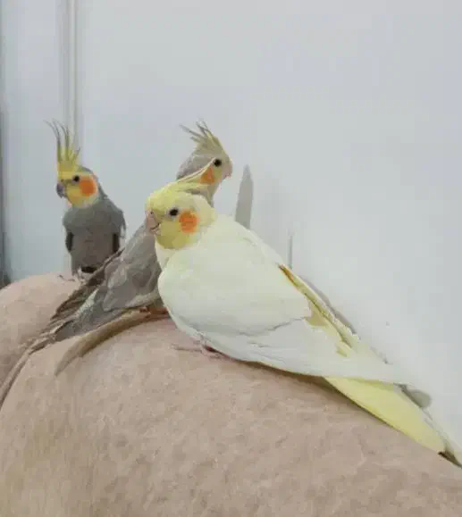 فروش ۶ عدد عروس هلندی|پرنده|تفت, |دیوار