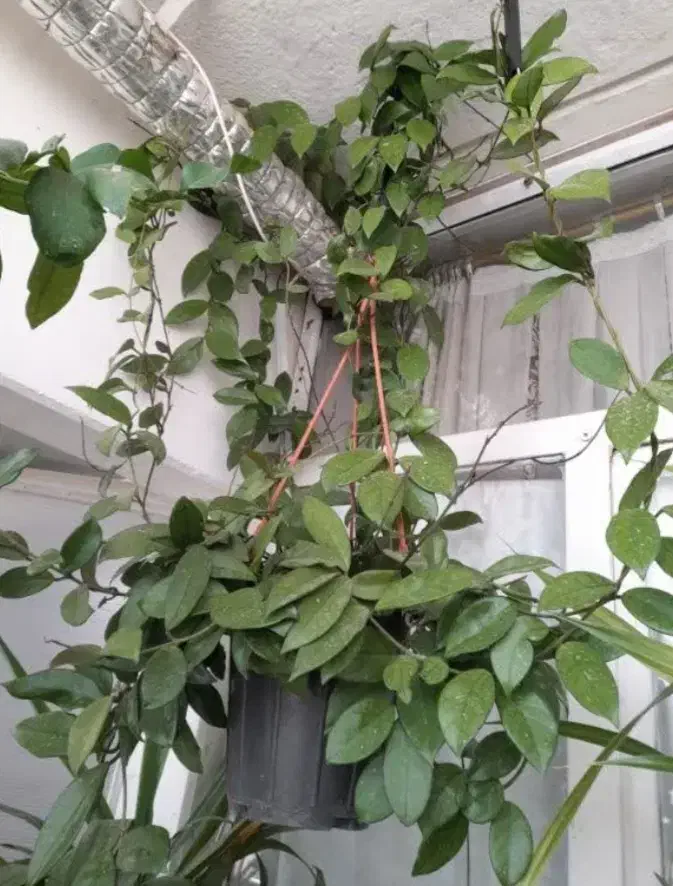 گل هویا|گل و گیاه طبیعی|اصفهان, فرودگاه شهید بهشتی|دیوار