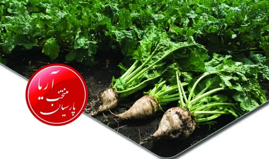 بذر چغندر رزا گلد|خدمات باغبانی و درختکاری|سرپل ذهاب, |دیوار