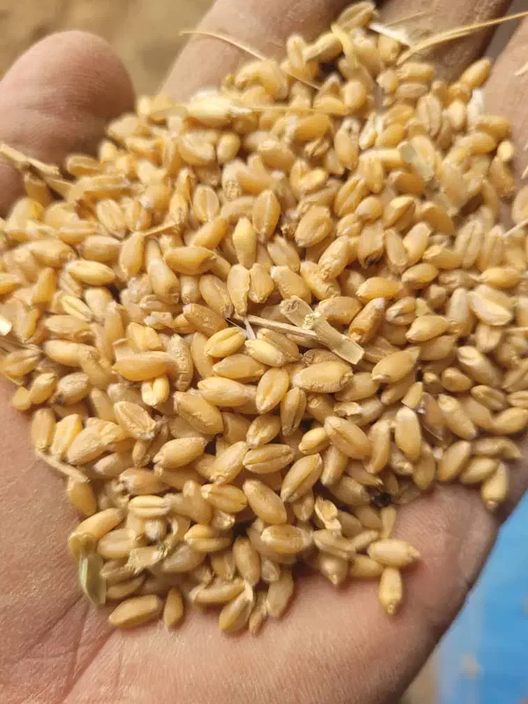 خریدار گندم|خدمات باغبانی و درختکاری|کازرون, |دیوار