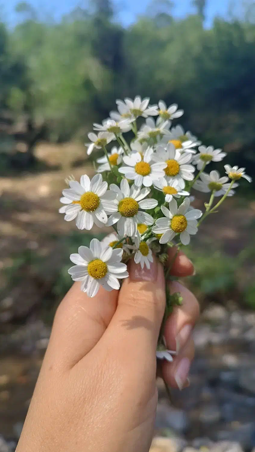 دنبال کار در منزل|خدمات پیشه و مهارت|شاندرمن, |دیوار