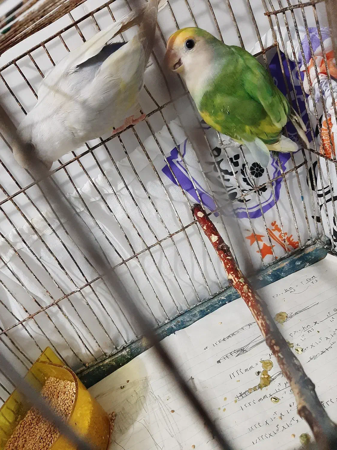 کوتوله نروماده قیمت مناسب|پرنده|آران و بیدگل, |دیوار