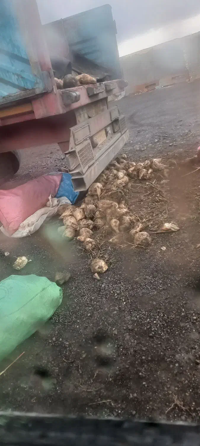 چغندر|لوازم جانبی حیوانات|سربیشه, |دیوار