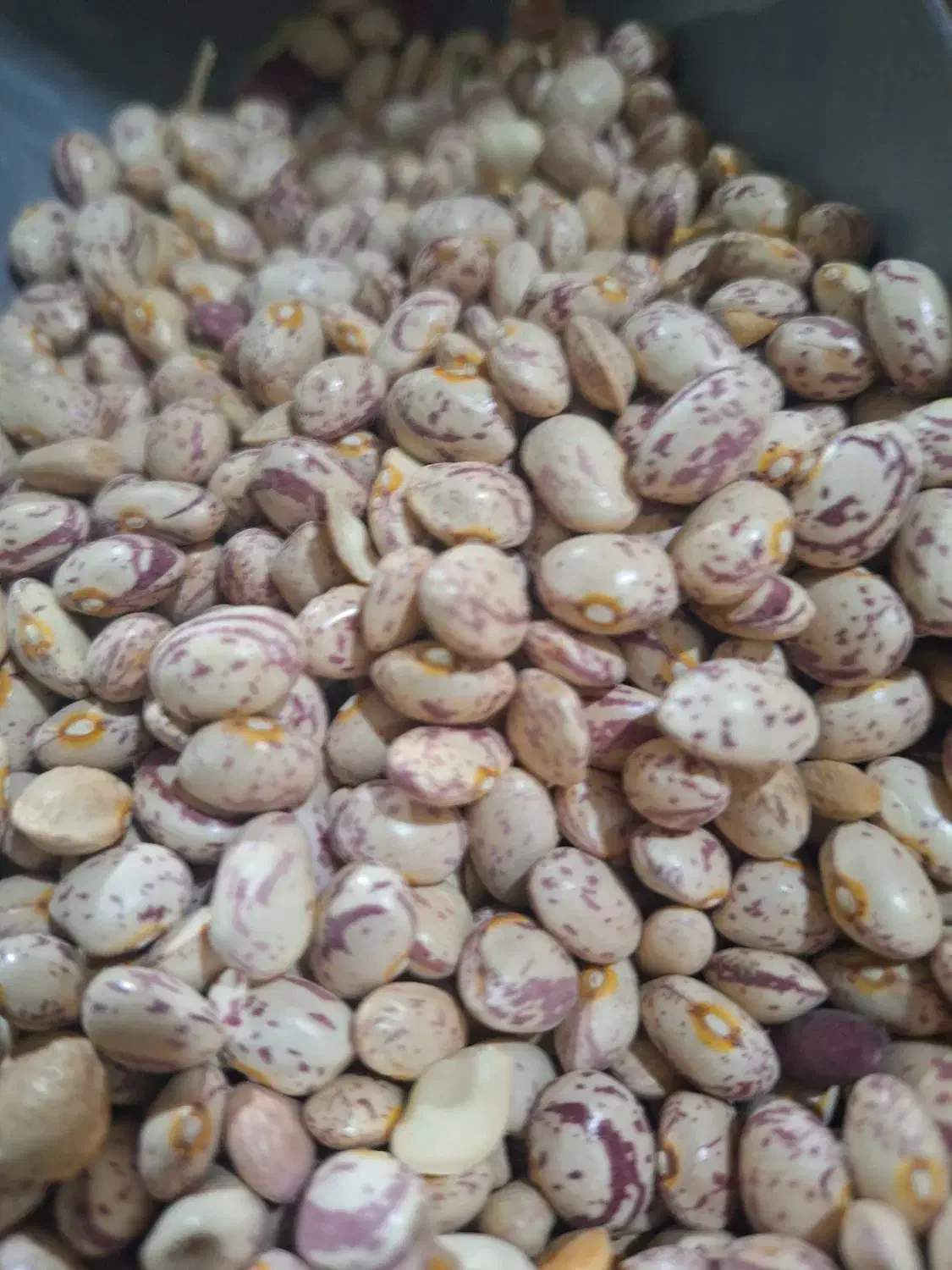 لوبیا چیتی|عمده‌فروشی|داران, |دیوار