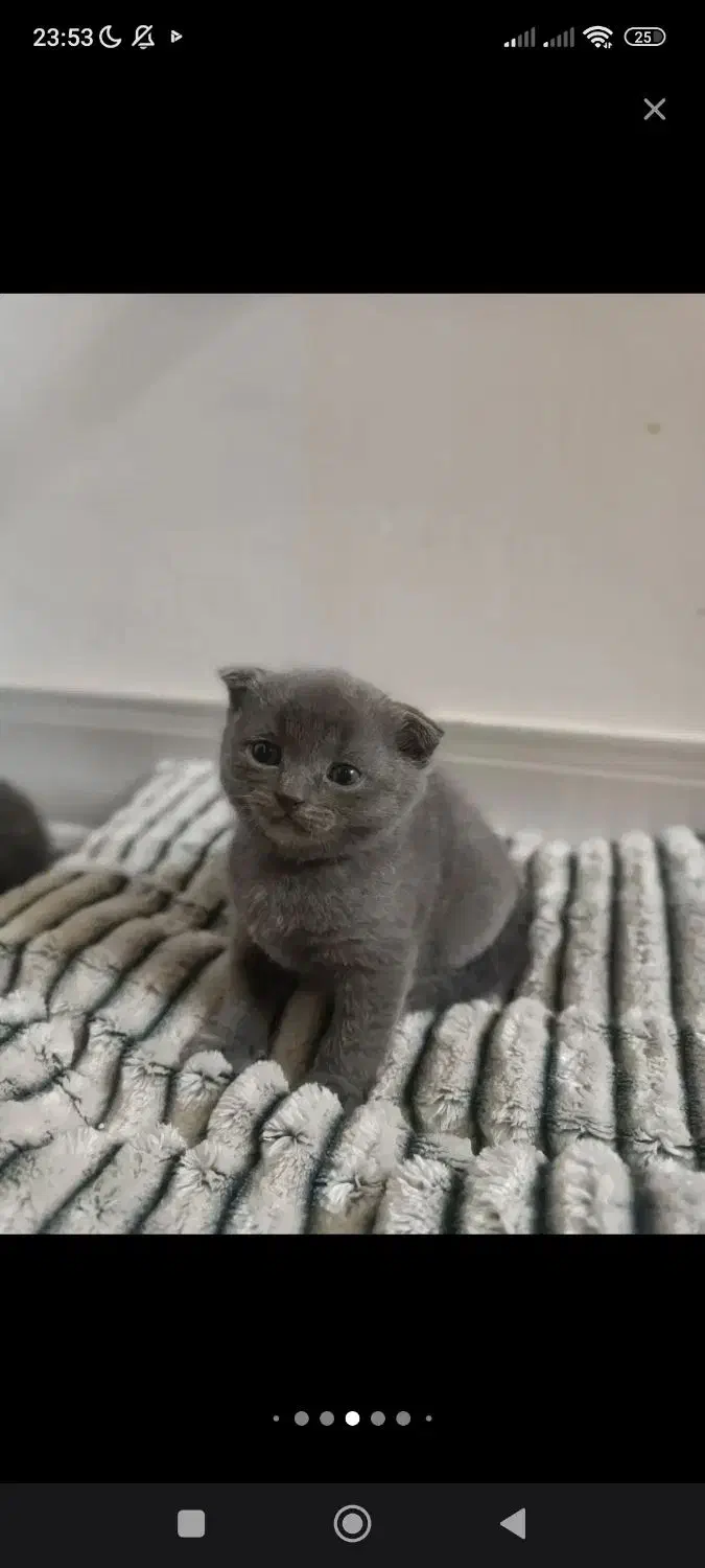 گربه میکس|گربه|شیراز, دشت چنار|دیوار