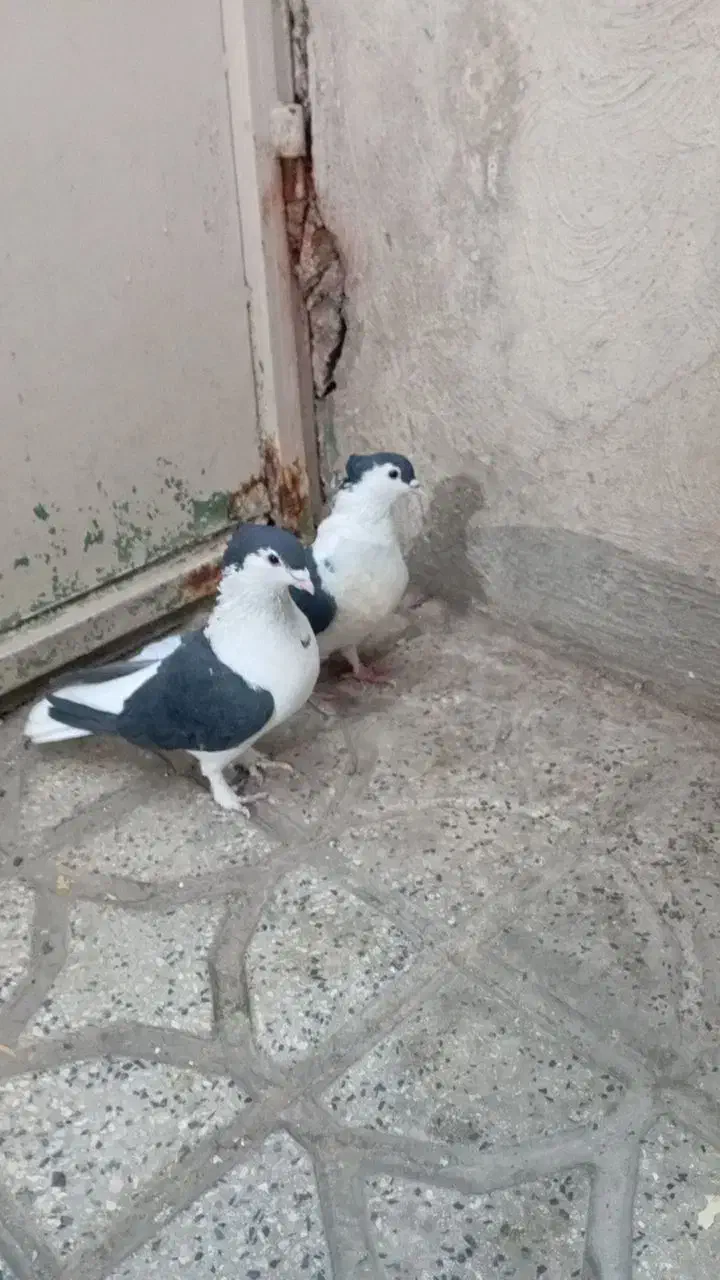 یه جفت کفتر افغانی نرو ماده کاکلی|پرنده|پاکدشت, پاکدشت (مامازند)|دیوار