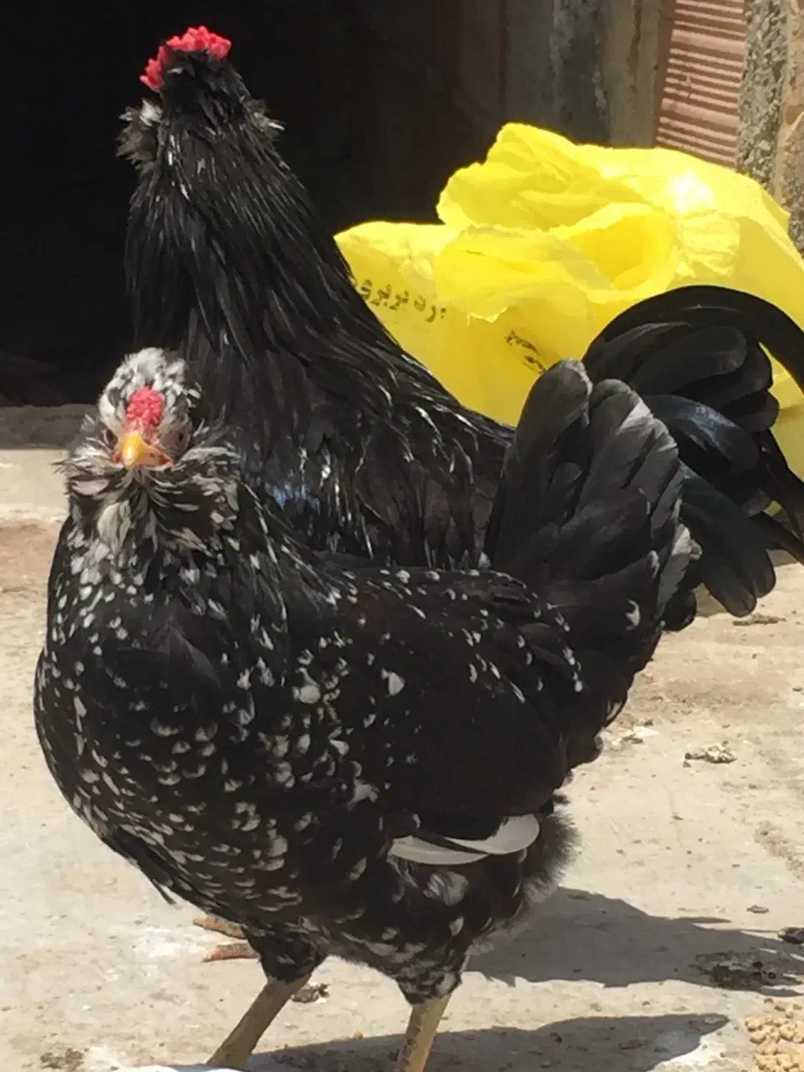 تخم و جوجه مرغ و خروس گلین چهل تاج|حیوانات مزرعه|ساری, |دیوار