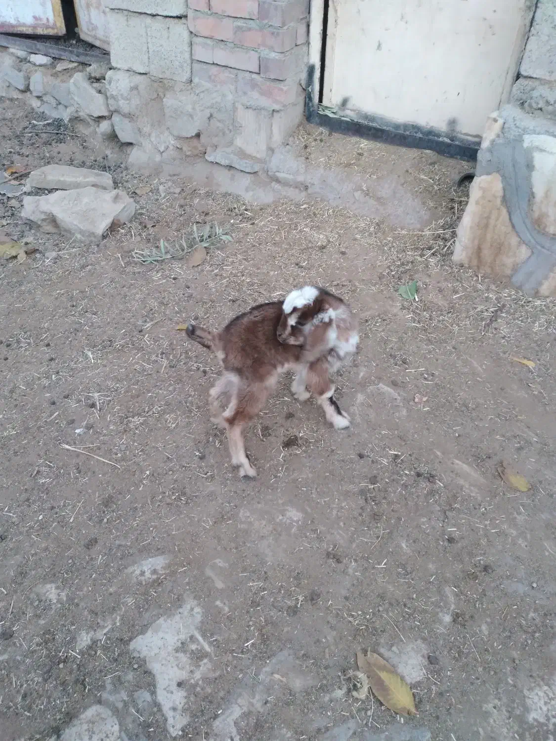 یک عدد کره نر|حیوانات مزرعه|کرمان, |دیوار