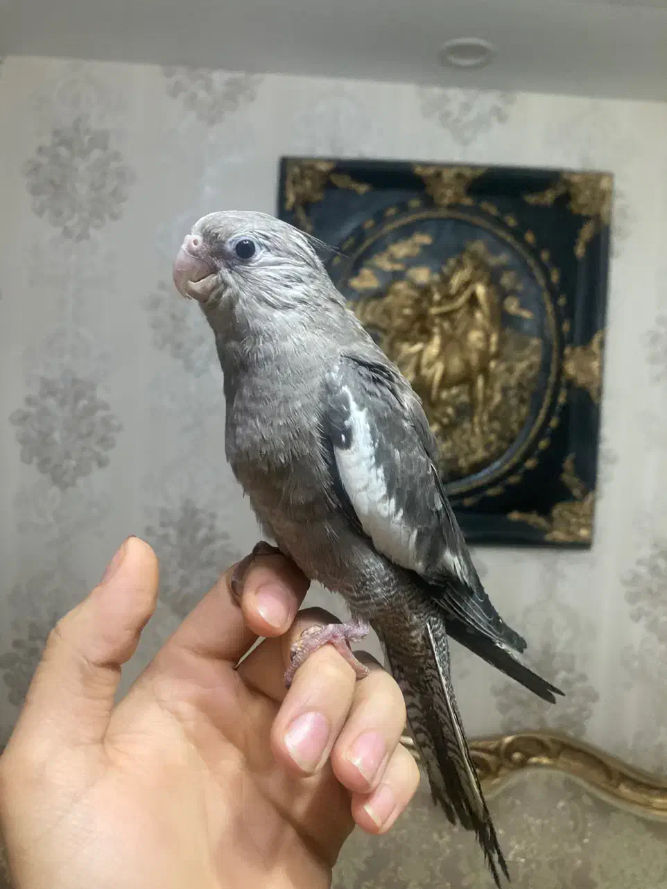 جوجه عروس (بالغ-جفت-ملنگو|پرنده|رشت, یخسازی|دیوار