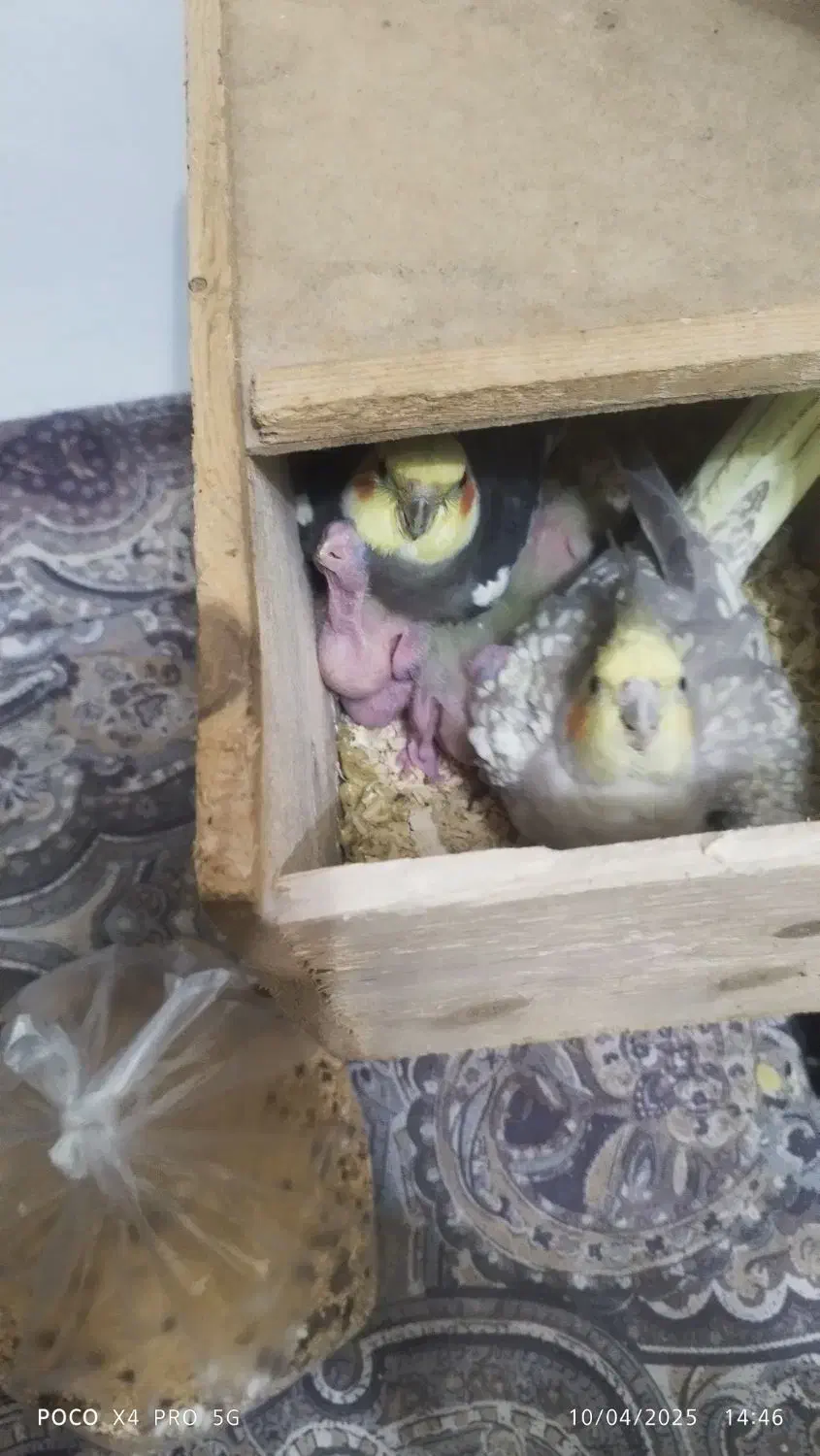 جوجه عروس|پرنده|آستانه اشرفیه, |دیوار