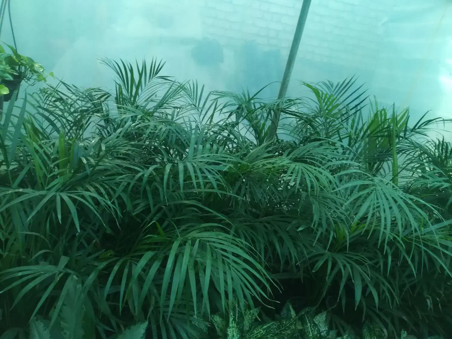 نخل اریکا|گل و گیاه طبیعی|املش, |دیوار