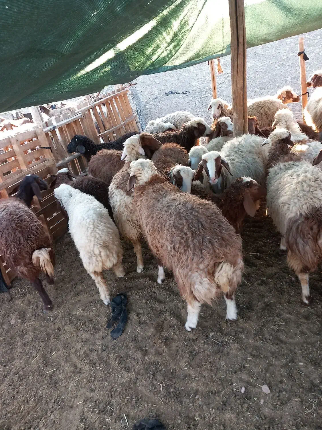 بره گوشتی|حیوانات مزرعه|کوهدشت, |دیوار