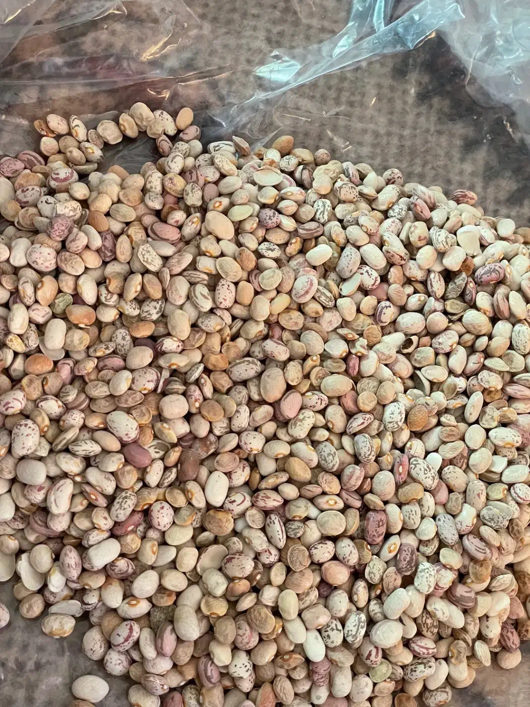 لوبیا چینی|عمدهفروشی|پاسارگاد, |دیوار