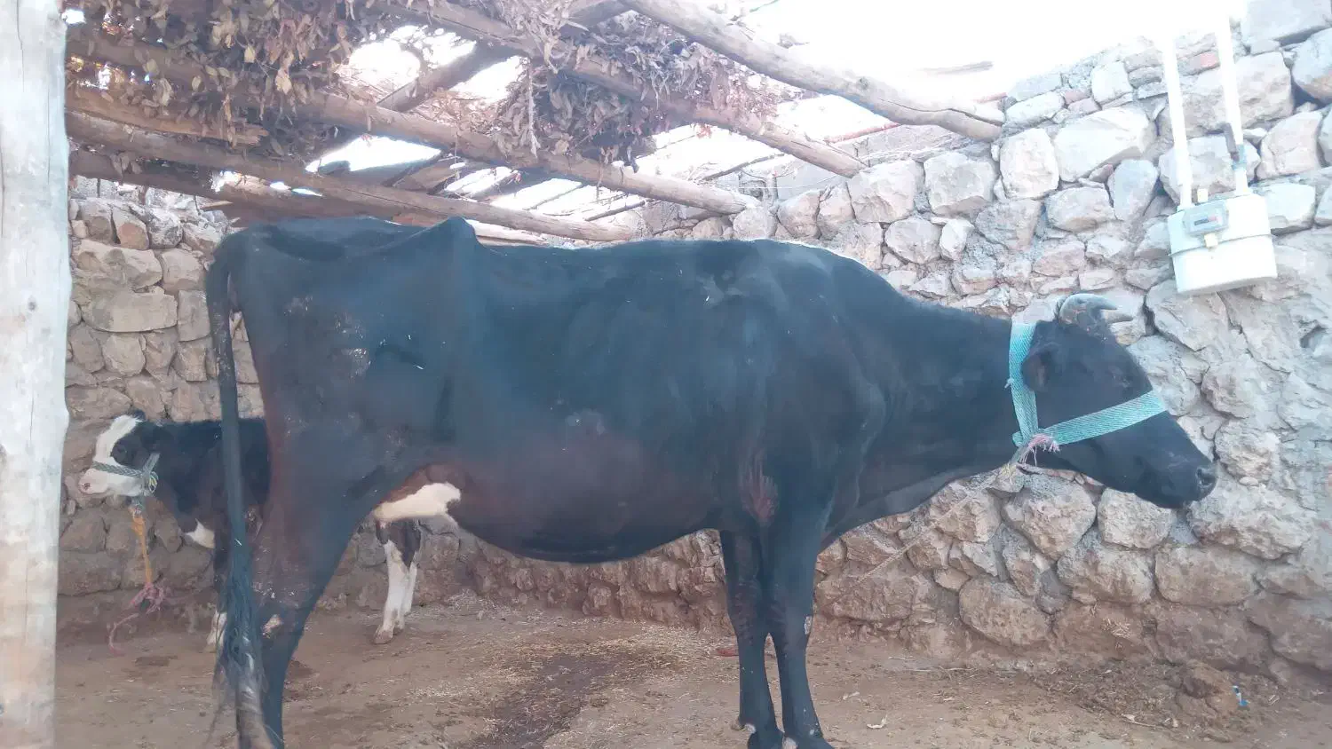 گاو بهمراه گوساله برای فروش|حیوانات مزرعه|ایذه, |دیوار