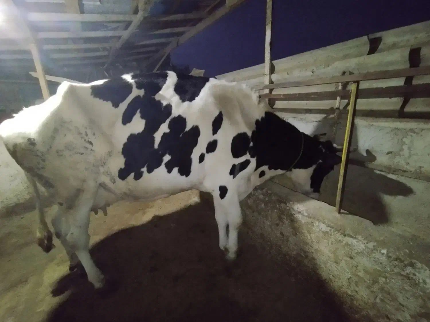 گاو گوشتی|حیوانات مزرعه|شفت, |دیوار