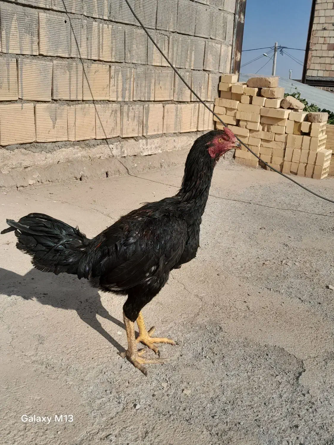 یک عدد جوجه شش ماهه خروس|حیوانات مزرعه|عطاملک, |دیوار