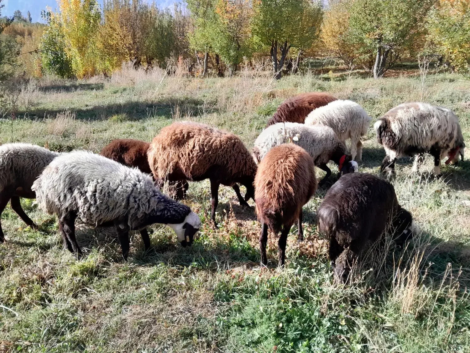 تعداد ۷عدد شیشک افشار|حیوانات مزرعه|پادنا علیا, |دیوار