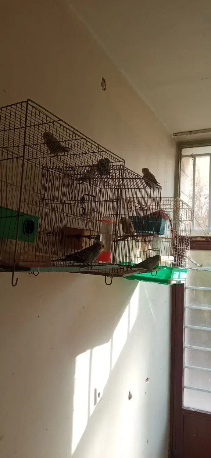 یه جفت مرغ عشق مولد ۵ تا جوجه|پرنده|شاهین‌شهر, حافظ شمالی|دیوار