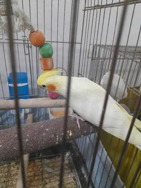 جوجه لوتینو دونخور|پرنده|گرمدره, |دیوار