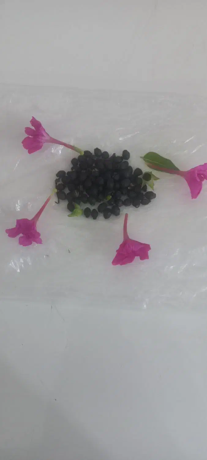 بذر گل شب بو، چهار فصل|گل و گیاه طبیعی|شادگان, |دیوار