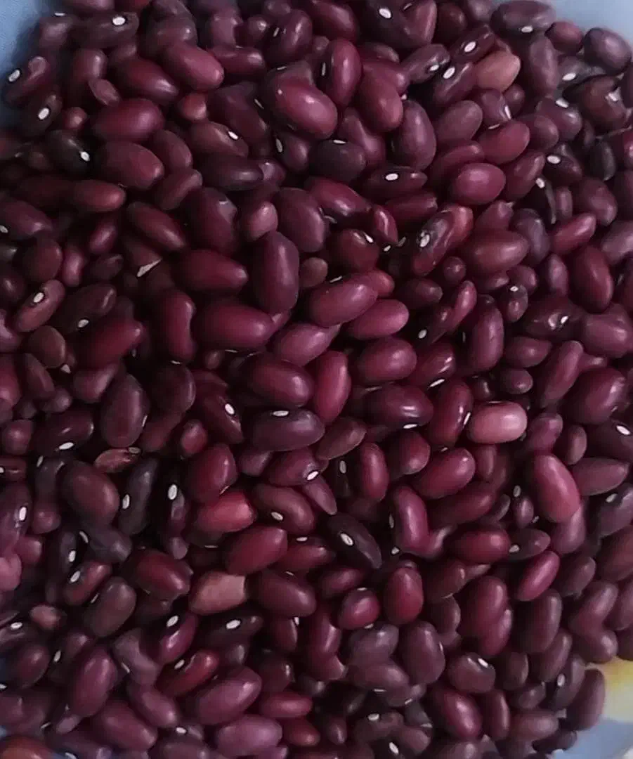 خشکباری ارزانکده مرغوب|خوردنی و آشامیدنی|شیراز, دست خضر|دیوار