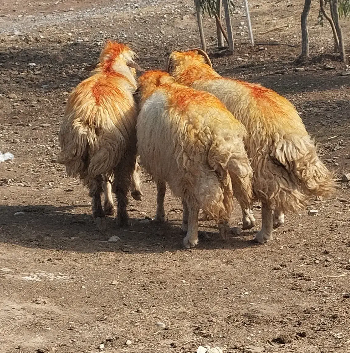 ۳ راس قورچ داشتی|حیوانات مزرعه|پلدختر, |دیوار