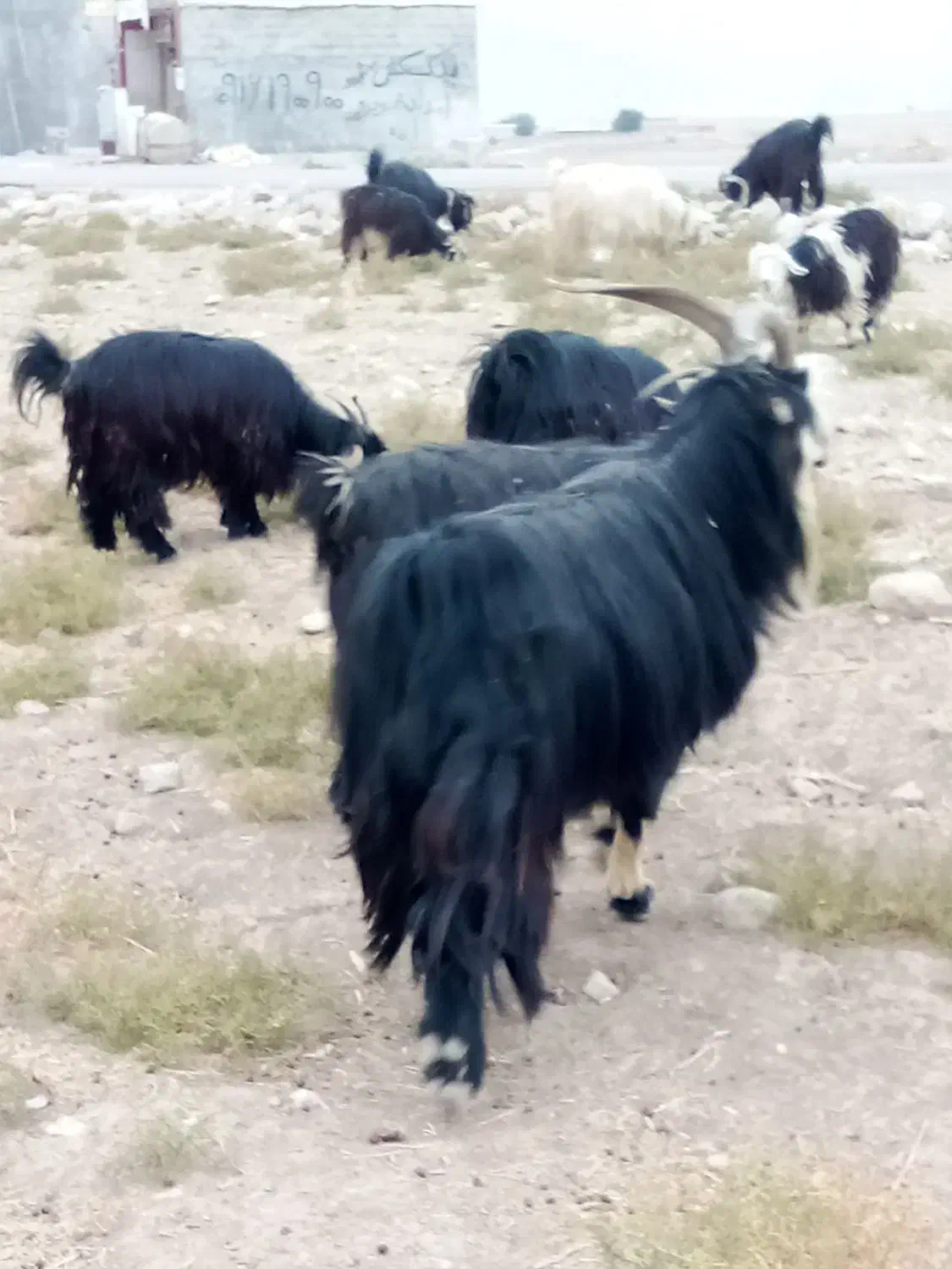 بهده تخمی|حیوانات مزرعه|ایذه, |دیوار