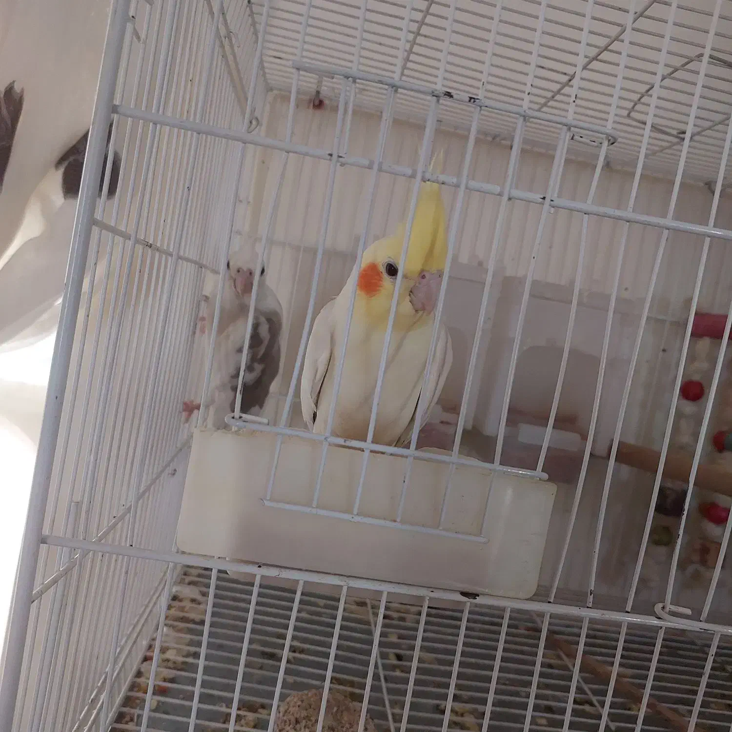 جفت عروس هلندی|پرنده|ایرانشهر, |دیوار